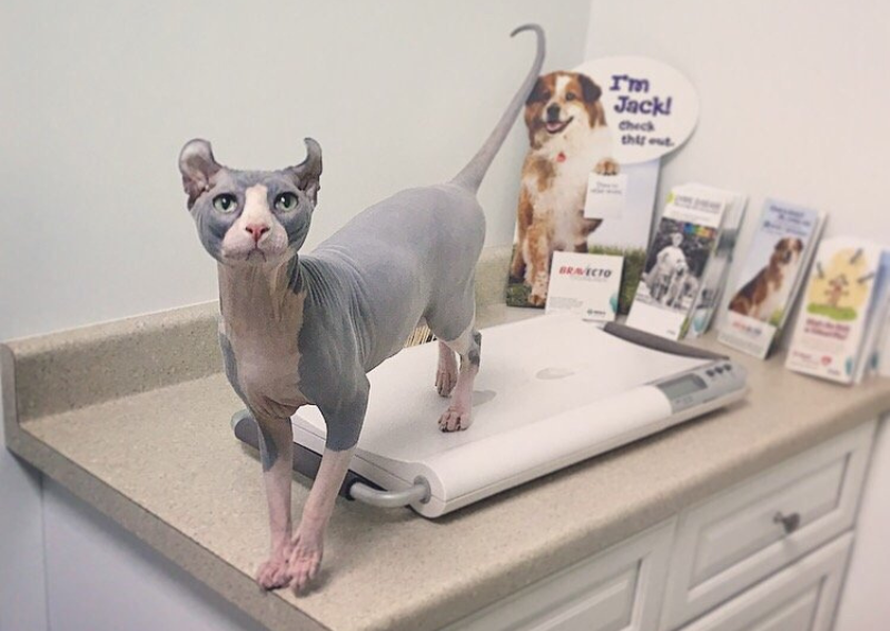 Home We Talk Pets! Animal Hospital Upland